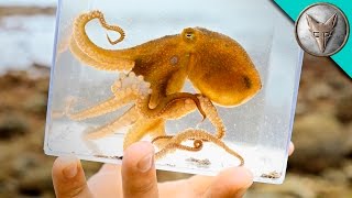 Incredible Octopus Catch [upl. by Ronn]