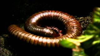 Centipede in our garden [upl. by Anicart]