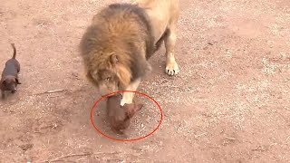 Unexpected This Dog Was Let Into A Lion CageAND This Happened [upl. by Merta]