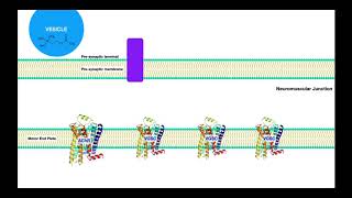 Myasthenia Gravis  Mechanism amp Presentation [upl. by Ettessil798]