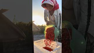 Beautiful Harvest Wolfberry Goji satisfying RomFarm HappyFarm85 [upl. by Bennet]