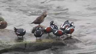 Harlequin Ducks in Iceland [upl. by Hilly]