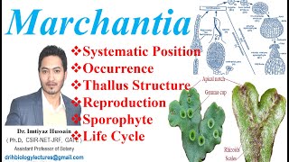 Marchantia Life Cycle Systematic Position Occurrence Reproduction Thallus Structure Sporophyte [upl. by Herzel]