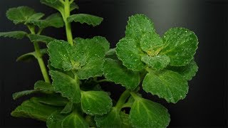 Plectranthus caninus  Coleus canina  VerpissdichPflanze  Pissoff plant [upl. by Netsruk]