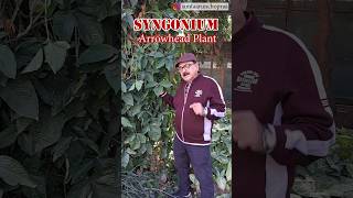 Syngonium The Perfect AirPurifying Plant syngonium airpurifyingplants indoorplants [upl. by Ddat]