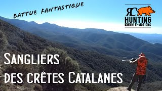 Sangliers des crêtes Catalanes  Fantastique chasse aux sangliers en battue  traque et poste [upl. by Stinky973]