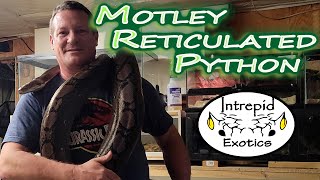 🐍 Motley Reticulated Python feat Niles the Nile Monitor [upl. by Anesusa]