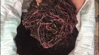 live earthworms for sale 9399129190 [upl. by Laehcar298]