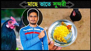 সুন্দরীর লাঞ্চ 🔥 মুরগি পালন পদ্ধতি 🔥 Jactok পাখি ভাইয়া [upl. by Aveneg]