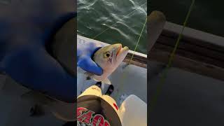 Yellow eyed demon fishing boat fishingchannel boating newchannel fish boatlife outdoors [upl. by Aisya553]