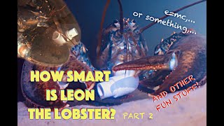 How Smart Is Leon The Lobster Part 2 [upl. by Taite]