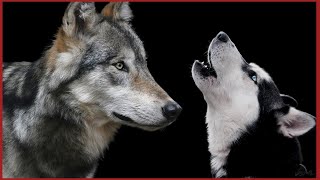 Wolf Howling Sounds To Make Your Dog Howl [upl. by Hobart]