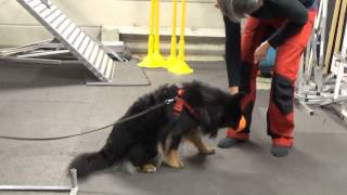 Molly på agility kurs finsk lapphund [upl. by Maurili]