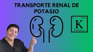 Transporte renal de potasio FISIOLOGÍA [upl. by Zanas]