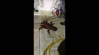 Lobster Monster in San Diego viralvideo fishing memories california fishingislife fishingvideo [upl. by Aislehc685]