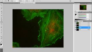 Superimpose Fluorescence Images in Photoshop [upl. by Jacoba]