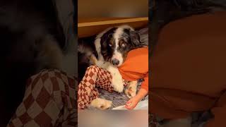 cat dog dogs cut cute love lovecats lovedogs funny virla viralvideo foryou foryoupage [upl. by Shandeigh5]