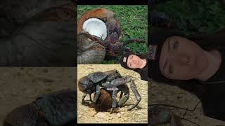 the coconut crab conspiracy [upl. by Mori793]