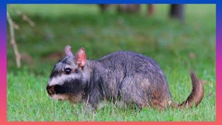 VISCACHA  UM ROEDOR SULAMERICANO [upl. by Fraase643]