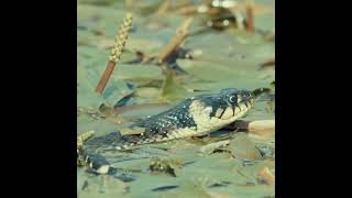 A famosa cobra boca de algodão venenosa ao extremo [upl. by Haneeja816]