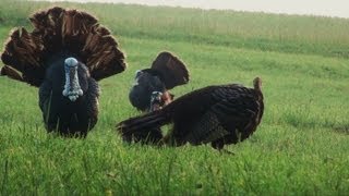 Spring Turkey Hunt  Johns Double Bearded Gobbler 2012 [upl. by Otilrac]