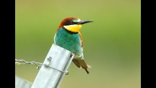 Kaiserstuhl Bienenfresser Smaragdeidechsen Schmetterlinge Beeeaters Green Lizards [upl. by Raama]