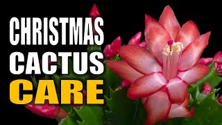 Christmas Cactus Care Tips Blooming and Propagation [upl. by Aivek]