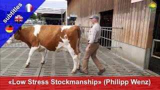 Stressfreier Umgang mit Rindern  Philipp Wenz zeigt Methode quotLow Stress Stockmanshipquot [upl. by Trici]