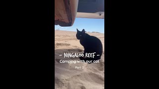 Ningaloo Reef Camping with our Cat South Lefroy Part 2 [upl. by Ovida]