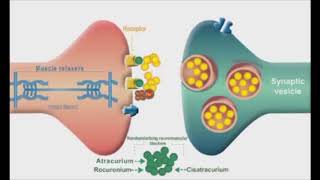 competitive neuromuscular blockers drmostafa fayez [upl. by Freddy265]