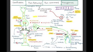 PAIN  Management of pain  Medications and Analgesic Ladder [upl. by Lela]