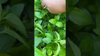 I chew on this plant when I have a toothache to relieve pain shorts medicinalplants plants herbs [upl. by Sisco]