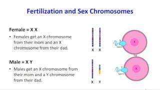 Homologous Chromosomes [upl. by Carolina]