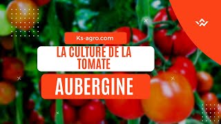 Agriculture maraîchère  Comment bien faire la culture de la tomate [upl. by Aymer]