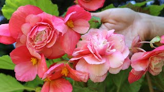 Begonia odorata Pink Delight  FarmerGracycouk [upl. by Casilde]