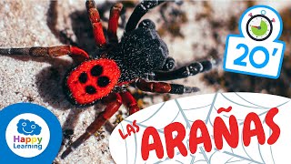 LAS ARAÑAS🕷️  Animales para niños I Vídeos Educativos para Niños [upl. by Nyleuqcaj]