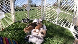 11 Baby Bunnies Playing Outside [upl. by Rheinlander]