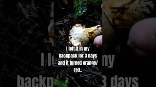 Early stages of parasitization lobster mushroom oregon foraging hiking mycology [upl. by Prudence]