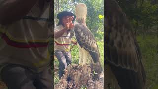 A man play with eagle on a stump tree part 02 fowling davidwood johnbadham petercincotti bird [upl. by Ivens681]