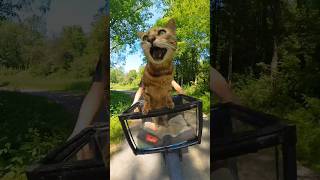 Pouncey having the time of his life😊 pouncey adventurecat bengal [upl. by Lakim]