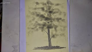 পেন্সিলের গুড়া দিয়ে গাছ আঁকানো শিখুন ২০২৪ ll Draw a tree with pencil powder 🌲🌳🌲tree [upl. by Doughty]