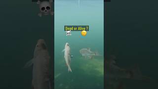 Dead or Alive Baitfish  Pike react pike fishing underwater [upl. by Merow6]