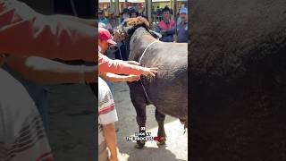 Look at the process measuring the circumference of this cow 🧐cow cowsounds cowvideos cattle [upl. by Rodrick962]