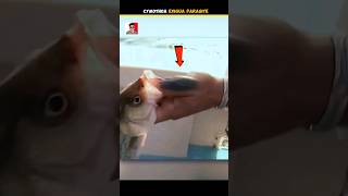 Cymothoa Exigua Parasite In Fish 🐟 [upl. by Armmat]