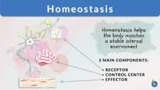 Homeostasis class 12 chap 15 Biology [upl. by Adneram]