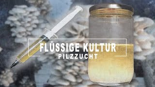 Pilzflüssigkultur reproduzieren und GELD SPAREN  Pilze züchten und Vermehren [upl. by Stinson]