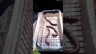 Earth worms 🪱 Feeding my fish🐟 viralvideo fishtank aquarium short Tamil [upl. by Paluas]