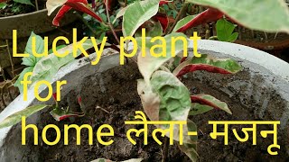 How to Grow amp Care Laila  Majanu Excoecaria plants  Why Lucky Laila Majnu [upl. by Adella190]