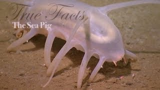 True Facts About The Sea Pig [upl. by Anauqat]