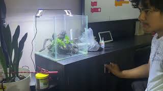 Self sustaining shrimp tank no co2 budget friendly [upl. by Richardson]